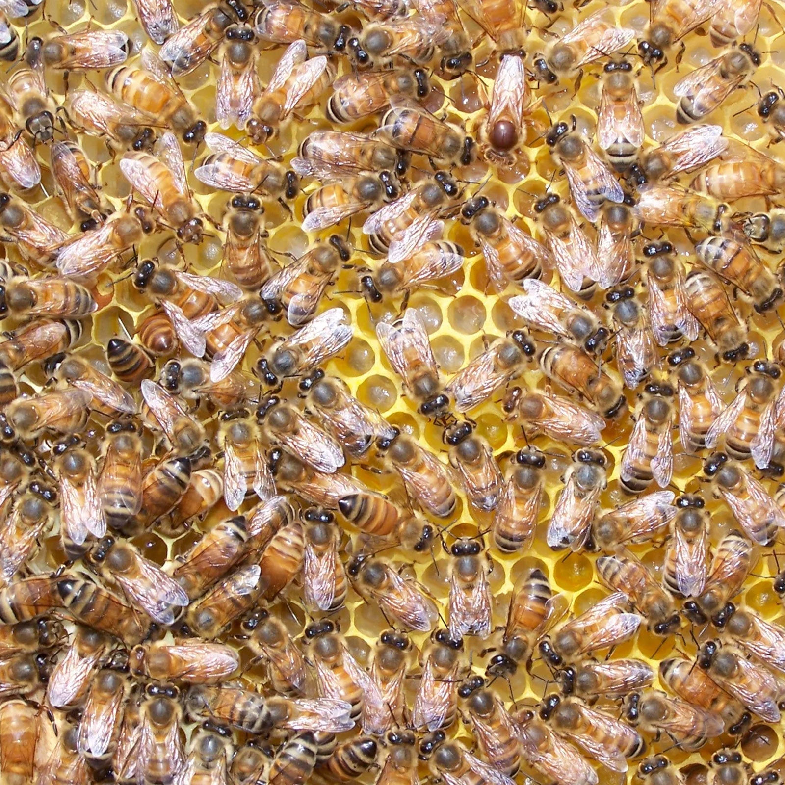 Modern General® The Bee's Knees Travel Moisturizer Bar